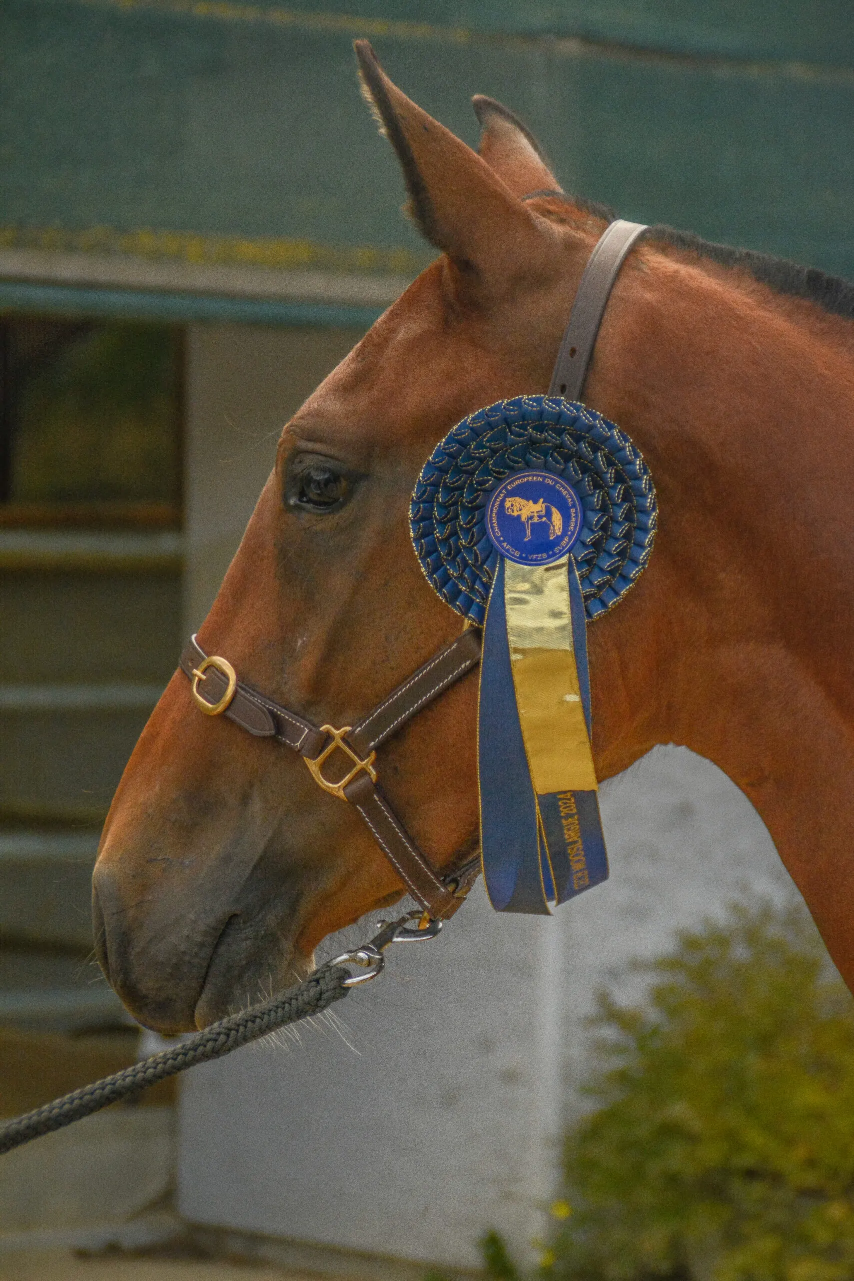 Majda de Groboz au Championnat d'Europe 2024