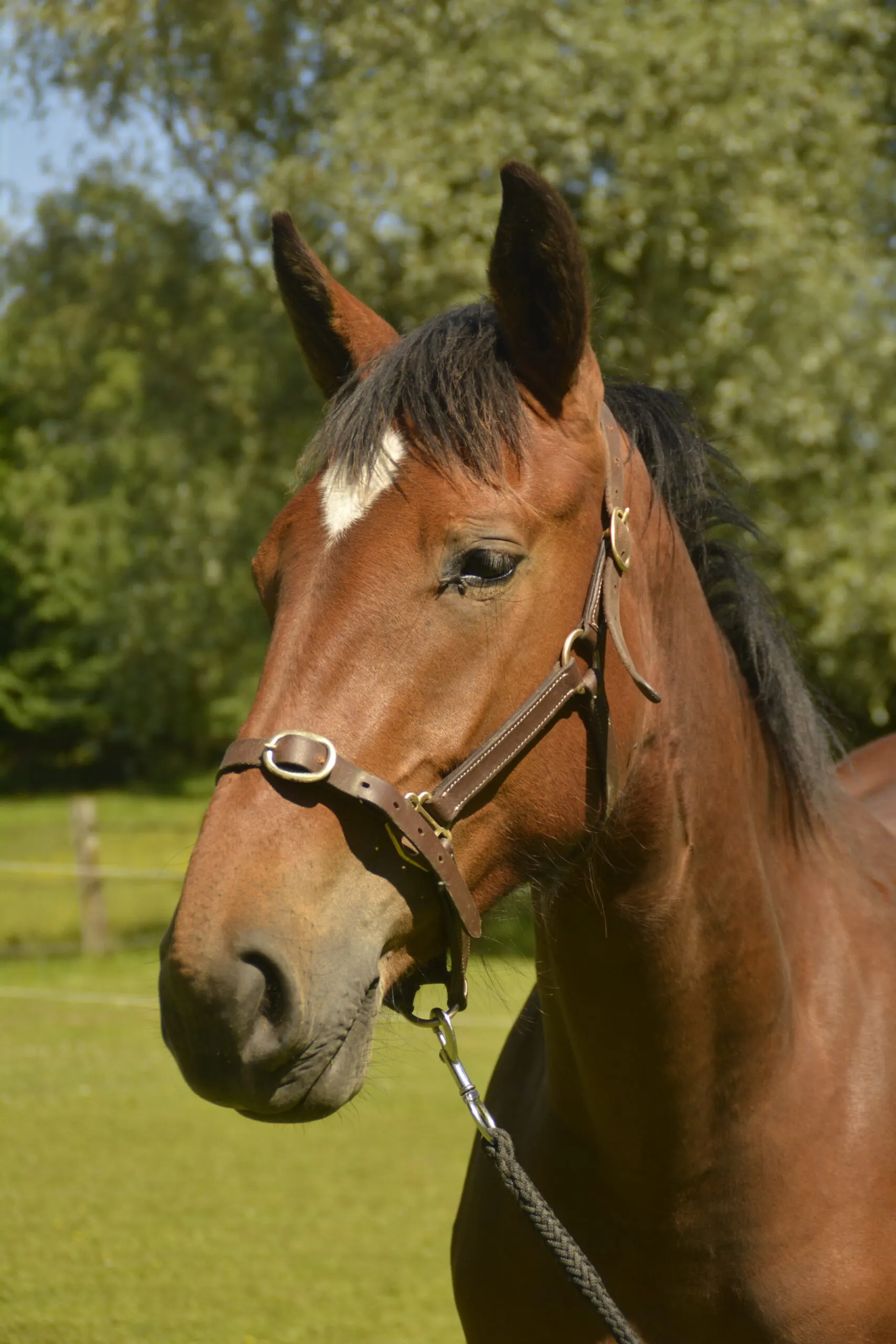 Morphologie d'un cheval Barbe, race robuste et harmonieuse